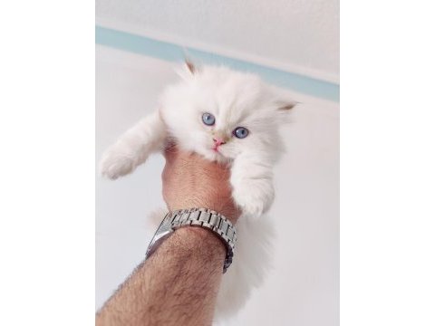 British shorthair ve longhair yavru ve yetişkin kediler