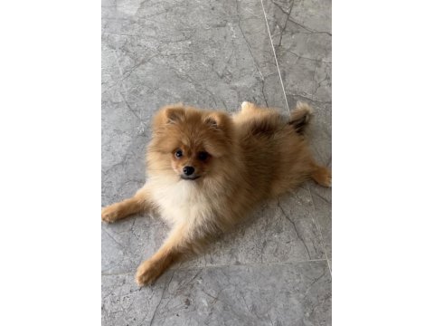 Pomeranian 1 yaşında
