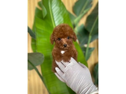 Toy poodle bebeklerimiz referans yavru