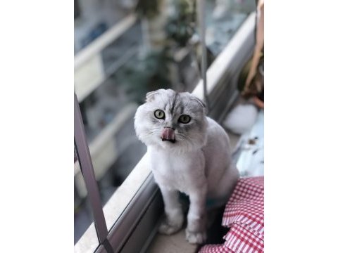 Çiftleşmek için dişi eş arıyor scottish fold