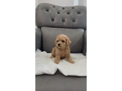 Uyguna apricot toy poodle yavrular sizlerle