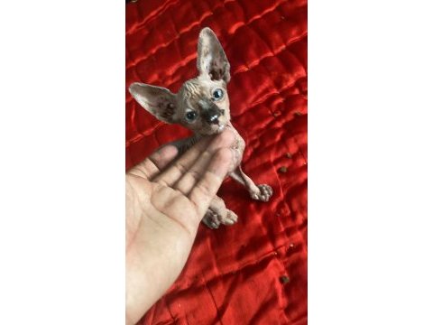 Evden anne altından temiz yavru kediler