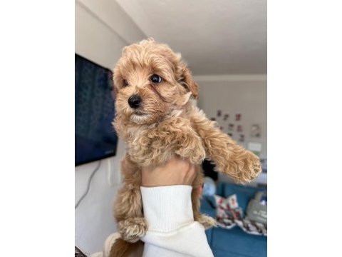 Poodle ayarında maltipoo tüy dökmez koku yapmaz uyguna