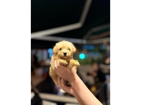 Bebek maltipoo