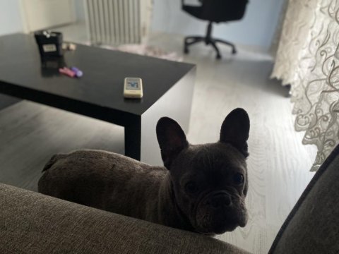 2,5 yaşında blue dişi french bulldog