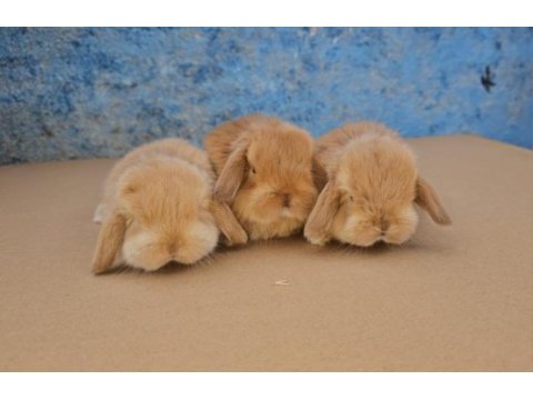 Mini lop tavşanı bebeklerimiz