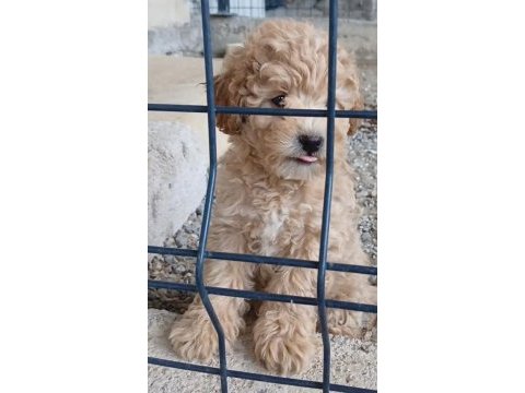 Anne altından o orjinal maltipoo bebekler