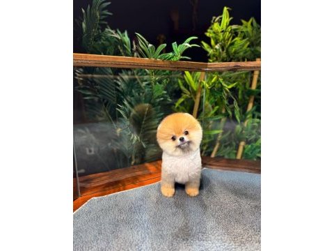 Safkan kore pomeranian boo yavrularımız