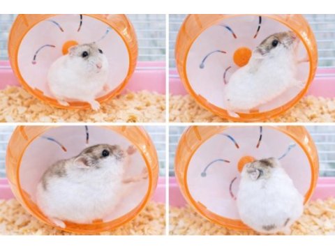 Gonzalez hamster
