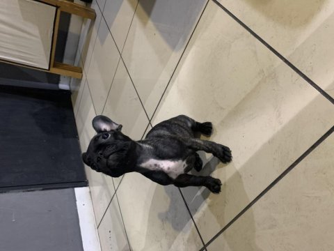 Karmaları yapılmış 2 aylık french bulldog