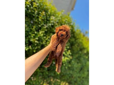 Şahane toy poddle(kütahya exuma pet center)