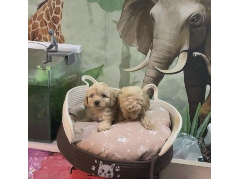 Irk ve sağlık garantili maltipoo bebekler