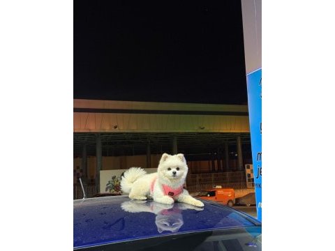 Pomeranian boo 14 aylık
