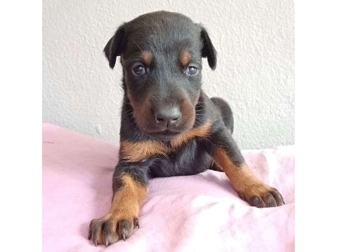 Dev doberman yavruları kingboy