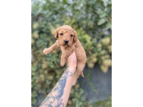 Minik poodle yavrular