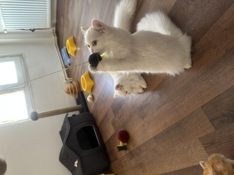 Casper dünyalar güzeli
