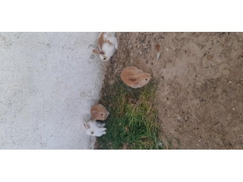Sevimli ele alışkın bebek tavşanlar