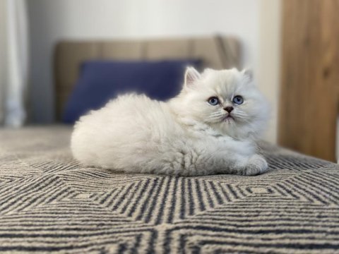 Beyaz british longhair