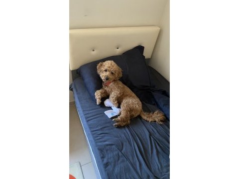 2 yaş erkek poodle dişi eş arıyorum