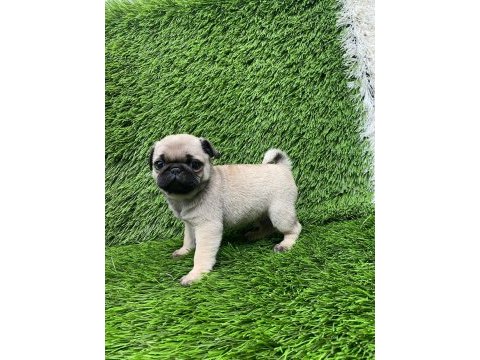Pug mops muhteşem pug güzeller