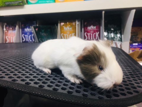 Guinea pig ler