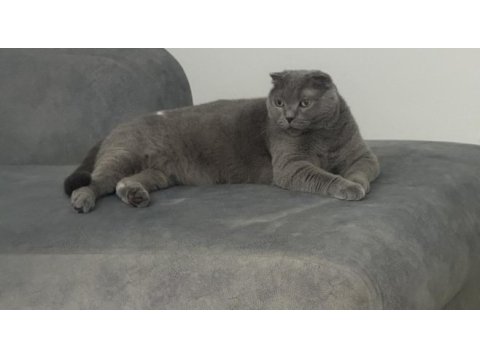İsmi gibi prenses sakin huylu scottish fold