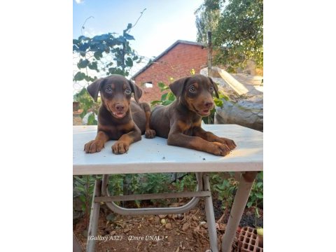 Orjinal doberman yavrular