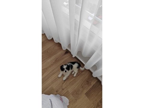 Eşyaları ile beraber verilecek şitsu