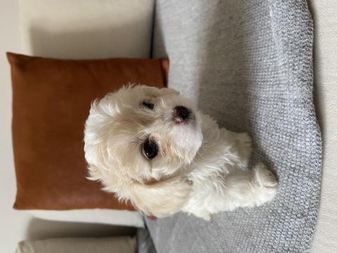 Maltipoo yavrular