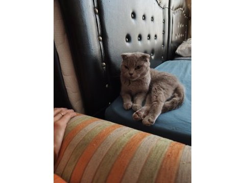 Scottish fold dişi 1 yaşında kızımız kısır değil