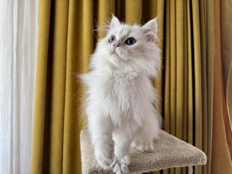 Pamuk prens kedimiz