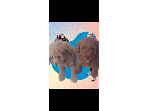 Orijinal sevimli toy poodle yavrularımız istanbul