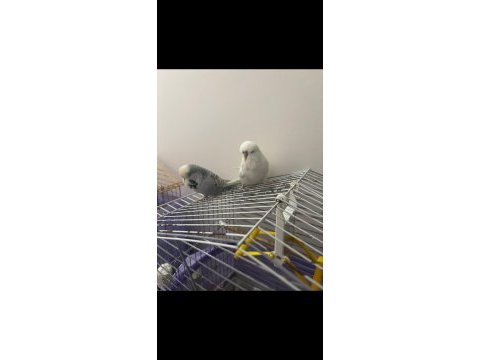 Hazır jumbo teksas evcil muhabbet kuşu