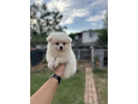 Pomeranian spitz yavrularımız 