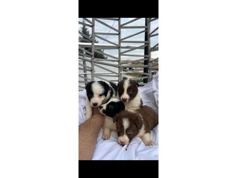 Border collie yavrularımız teslime hazır