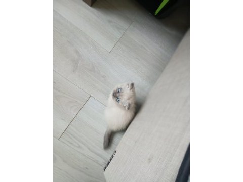 Şirin scottish fold yavrularımıza güzel aileler arıyoruz