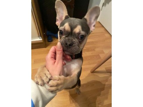 Blue french bulldog