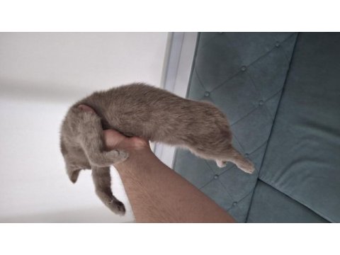 3 aylık british shorthair