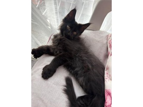 Son kalan 7 parmak erkek maine coon