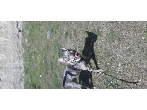 Egzotik french bulldog sevenler