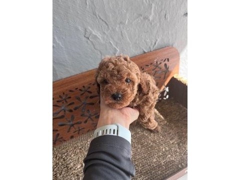 Tr nin en iyi anne babasından poodle