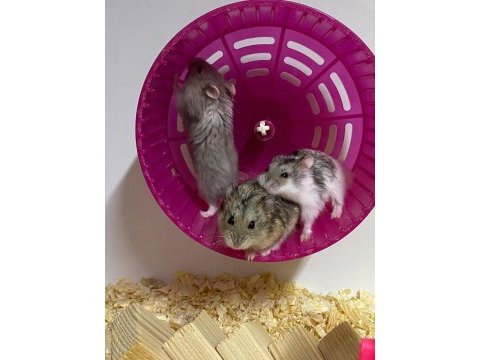 Kampanyalı kafes ve hamster doğru adres