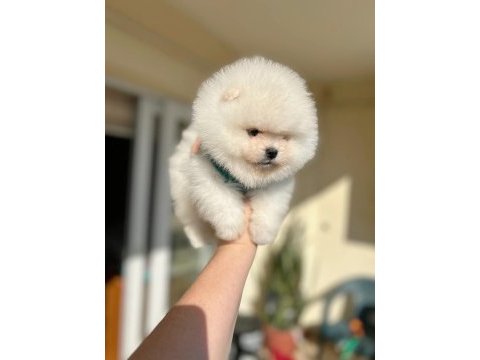 Pomeranian boo 2 efsane ayıcık