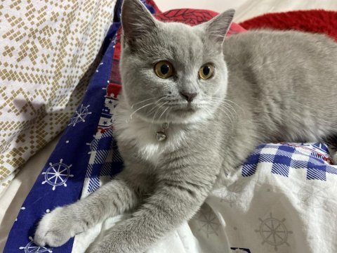 British shorthair sahiplendirmek istiyorum
