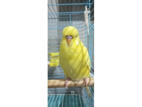 Lutino show kuşlar