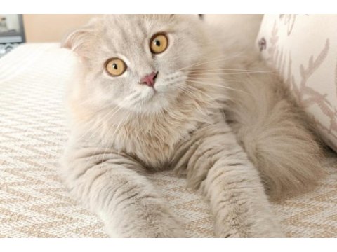 Kehribar gözlü british longhair oğlum