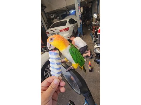 Full evcil maskot kayık papağanı