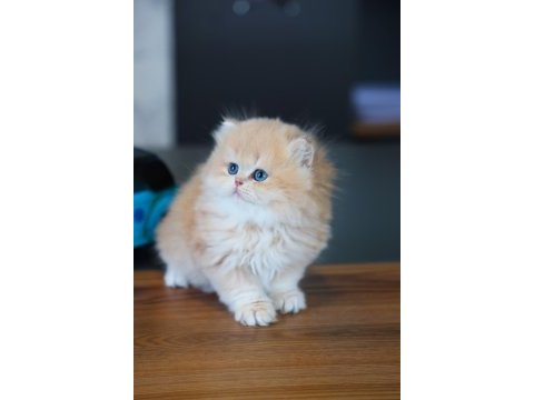 Oyuncak gibi yavru british longhair
