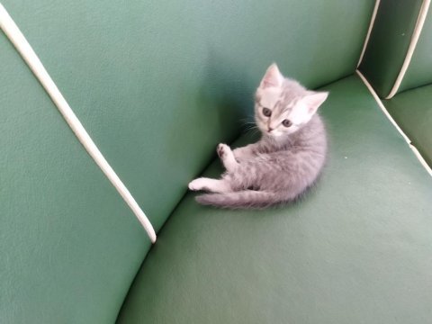 Sağlıklı british shorthair yavrular