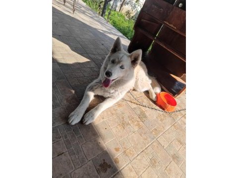Safkan dişi husky köpeği